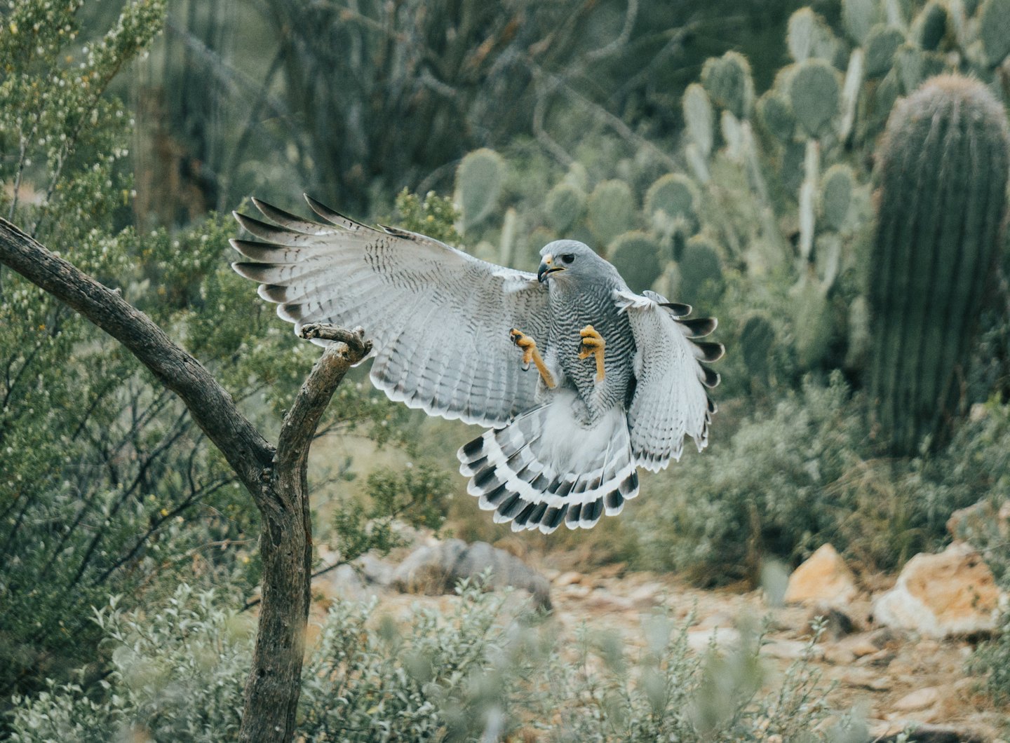 Grey hawk with yellow talons flying near desert plants.