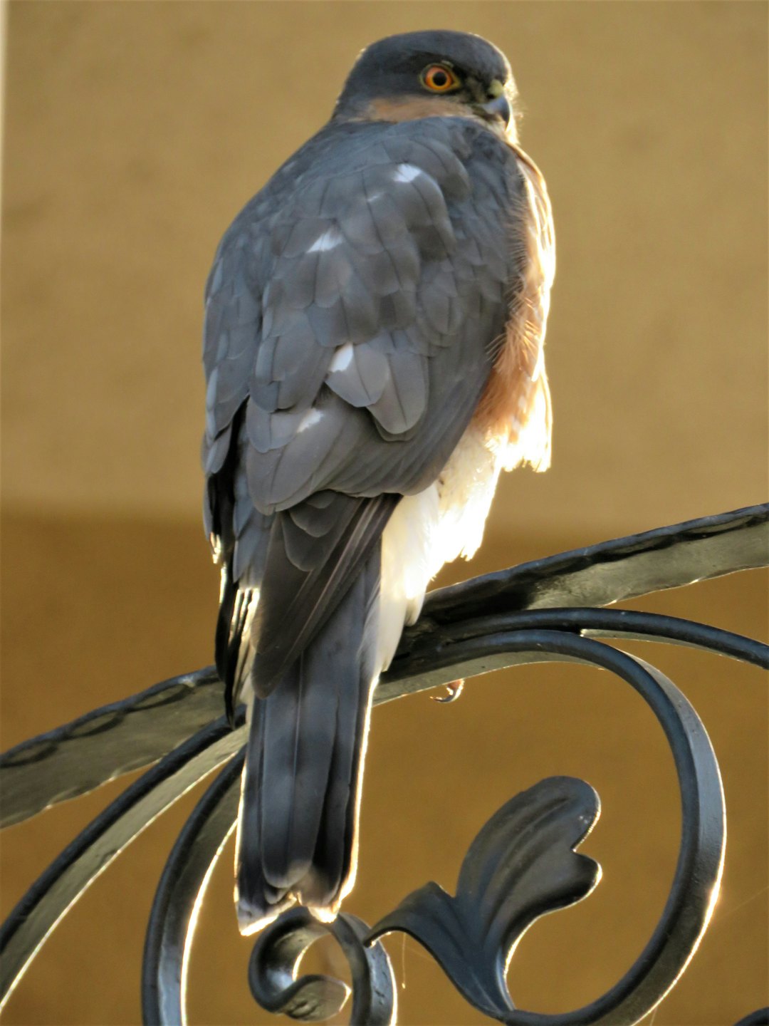 Grey raptor with reddish-brown flanks perched on a metal railing.