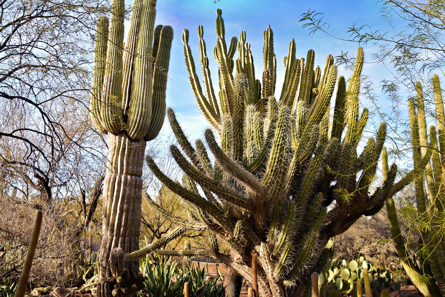 Two large desert cacti standing under a clear blue sky.