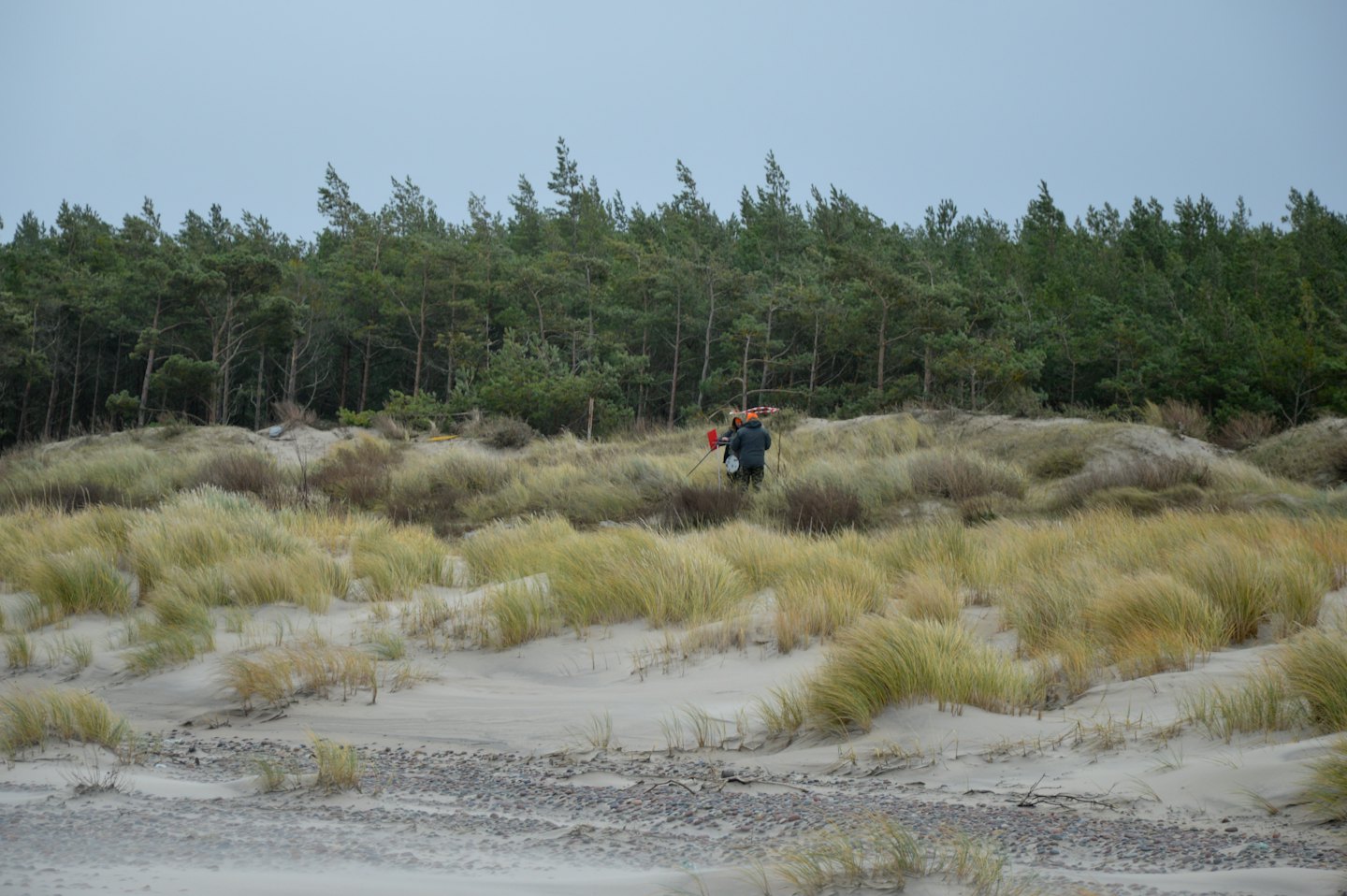 Hiker with equipment walks across sandy dunes toward pine trees.