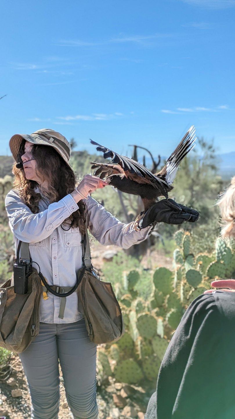 A woman in a safari hat feeds a hawk.