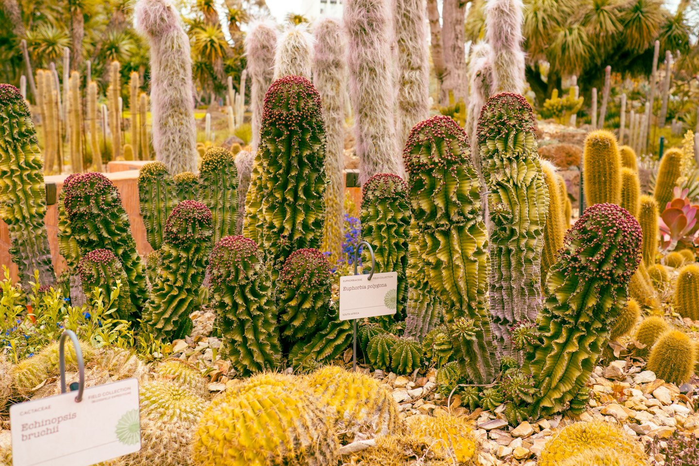 A variety of green and yellow cacti in a garden.