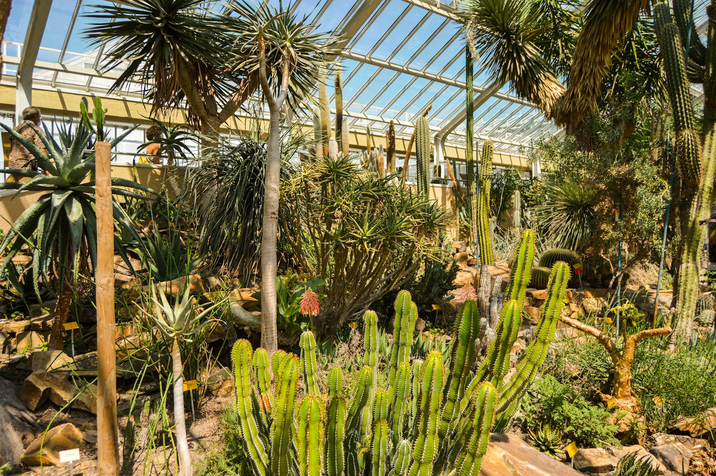 Visitors walk through a greenhouse filled with cacti and succulents.