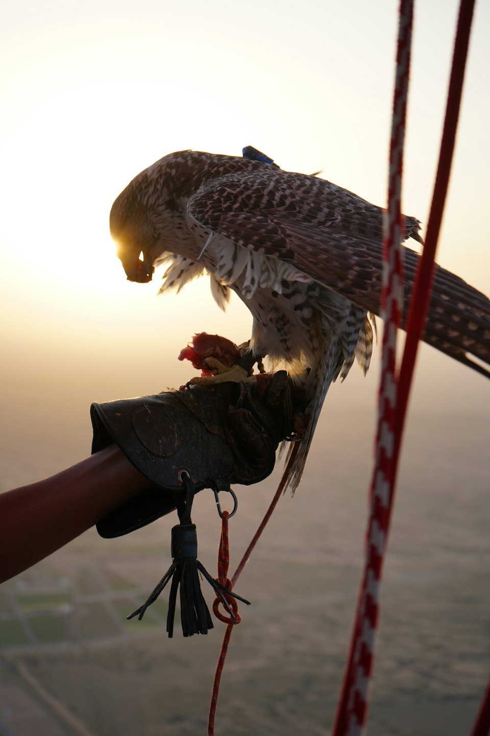 A gloved hand holds a falcon eating meat on a platform.