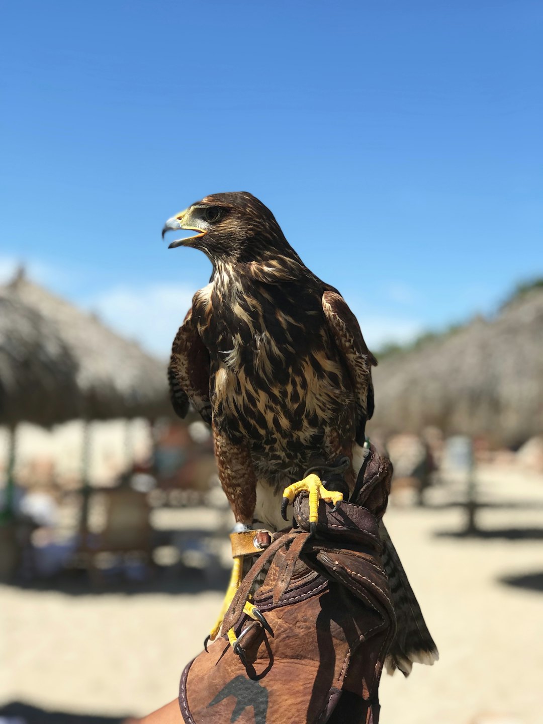 A hawk with a yellow beak sits on a leather falconry glove.