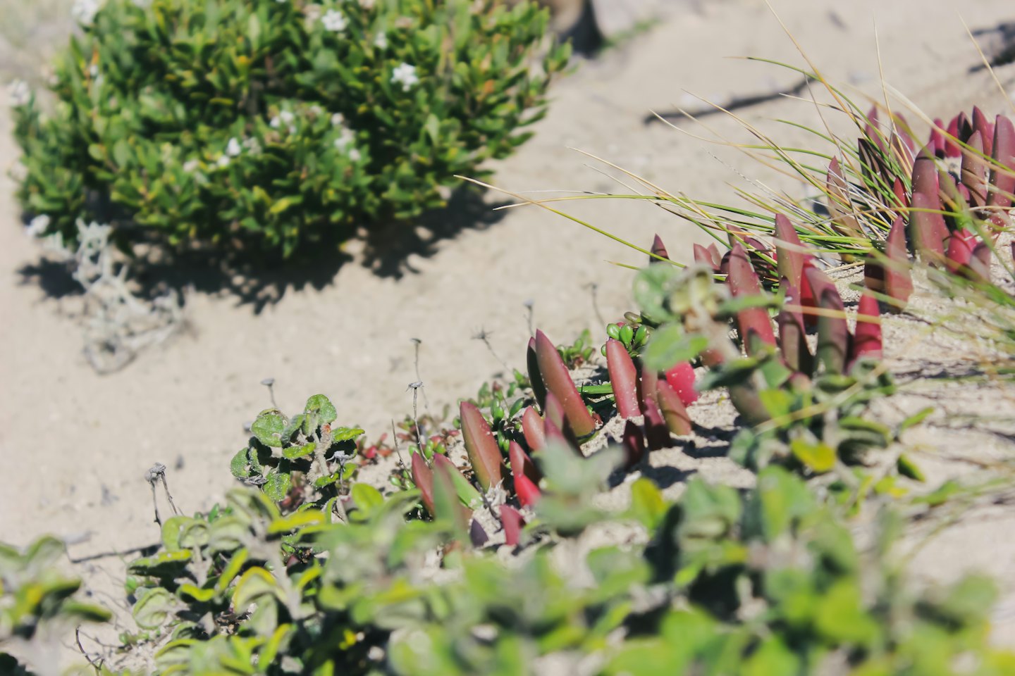 Succulents and dry grasses grow in sandy desert soil.