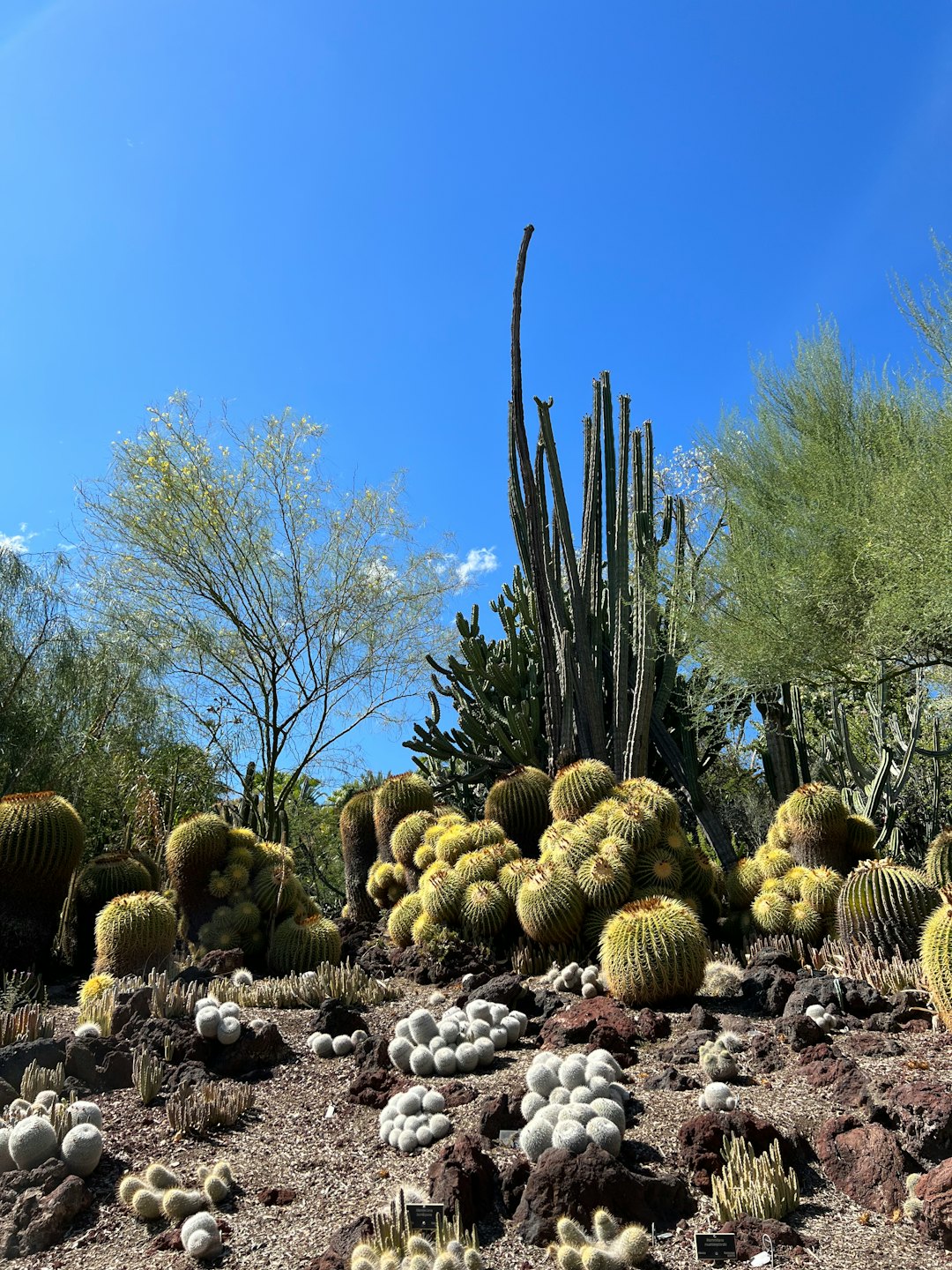 Diverse cacti growing in a rocky desert garden under a blue sky.