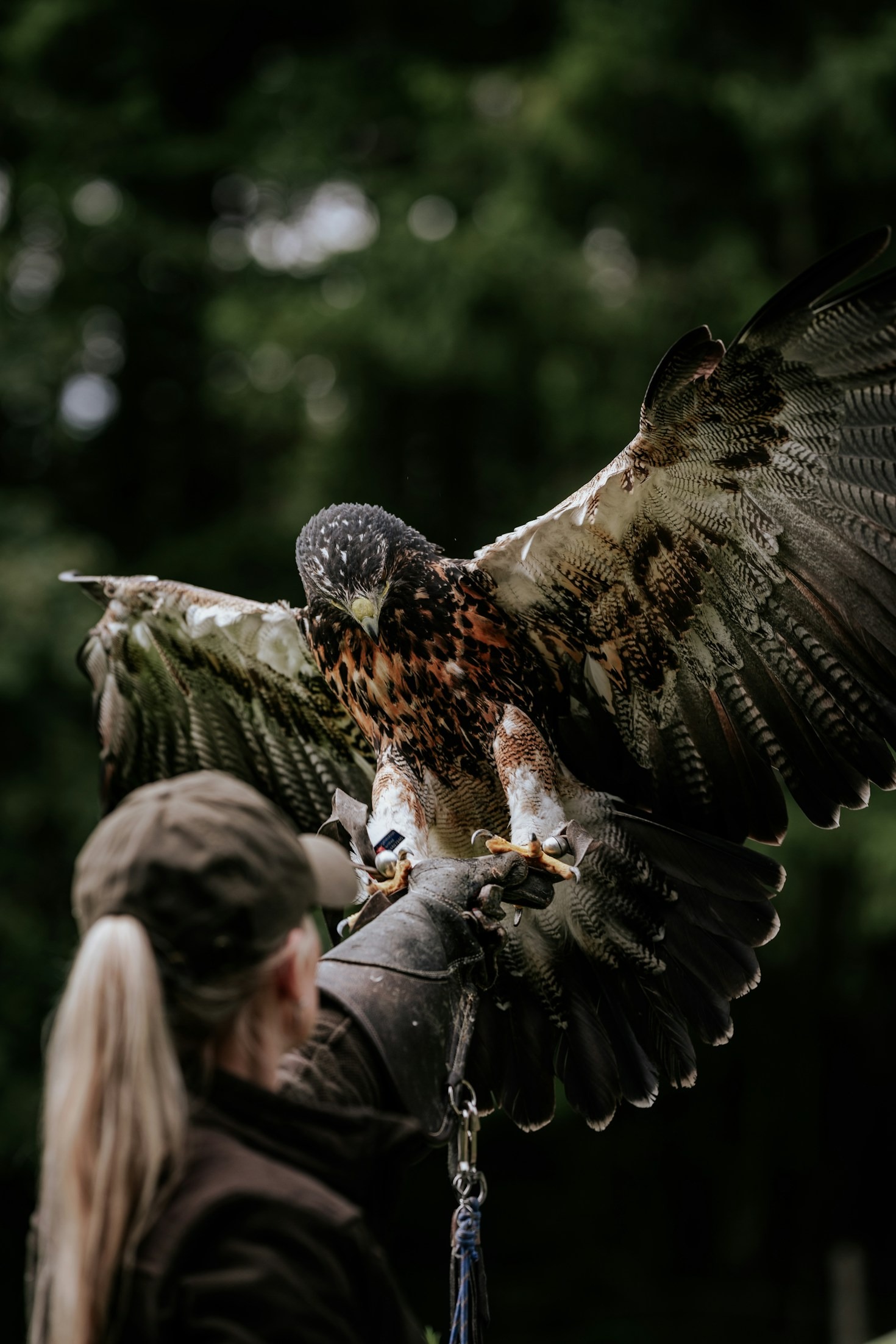 Understanding the Essential Flight Dynamics of Desert Raptors