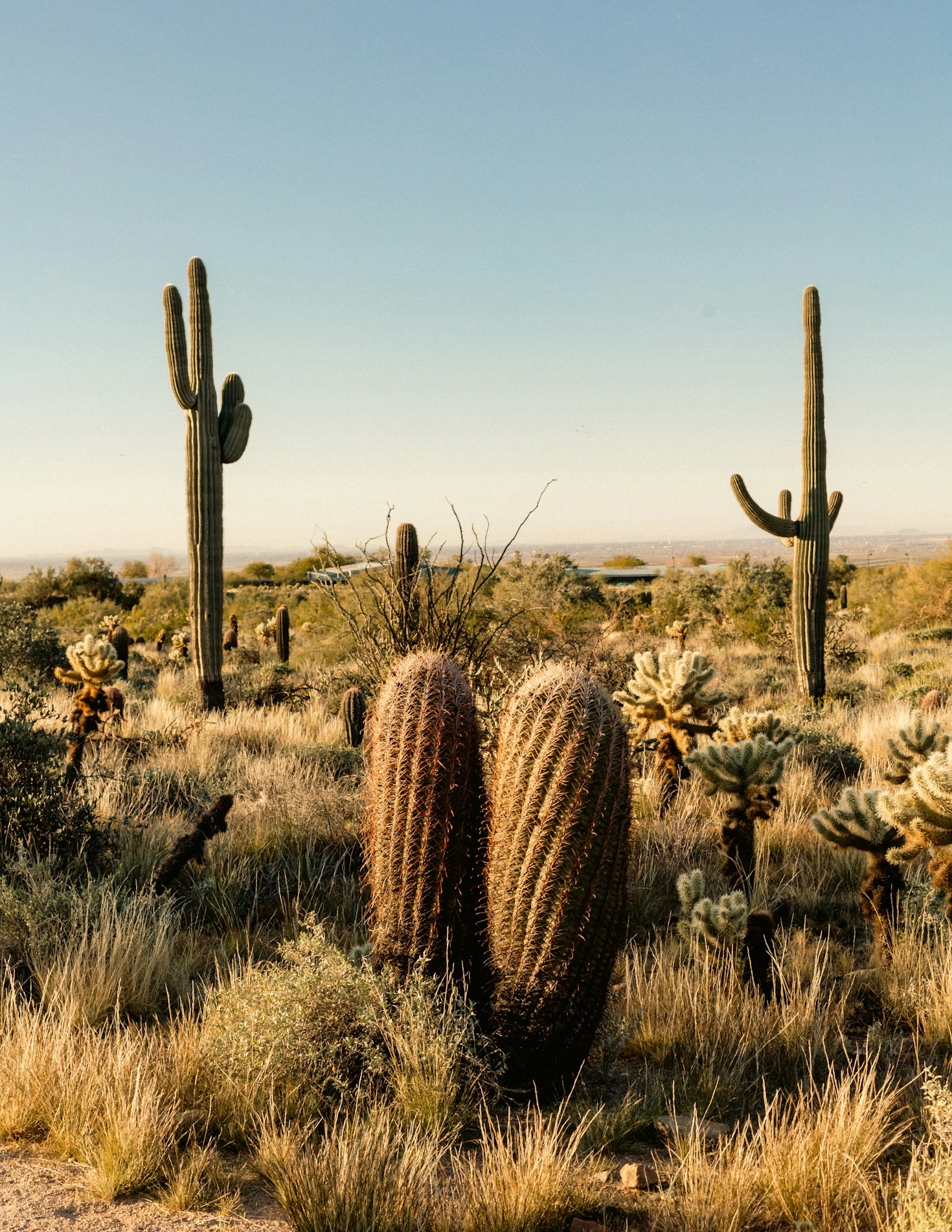 Getting Started with Specialized Desert Ecology Studies