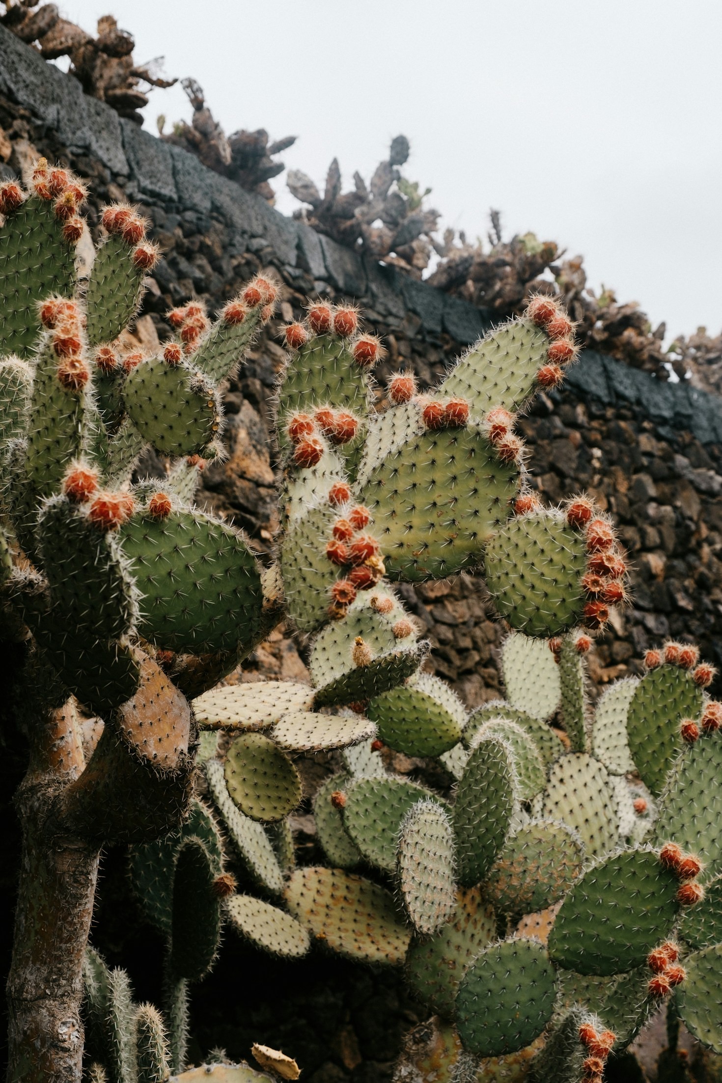 Inside the Classroom: Field Experiences Across Sonoran Habitats